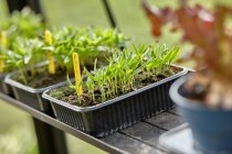 afbeelding Euro schap zwart