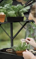 afbeelding kweekschap Anne I_zwart