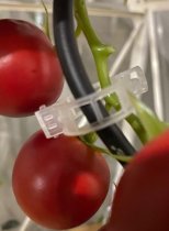afbeelding tomaten met klimmerclip